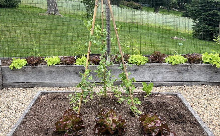 The Garden Tutor - Home 5